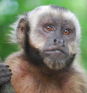 Capuchin Status Monkey