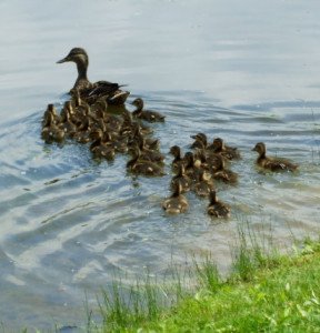 Ducklings Swimming Behind Mother Duck