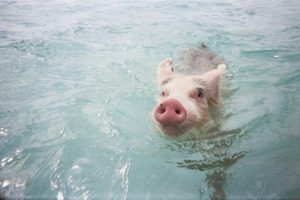 Pig Swimming in the Ocean