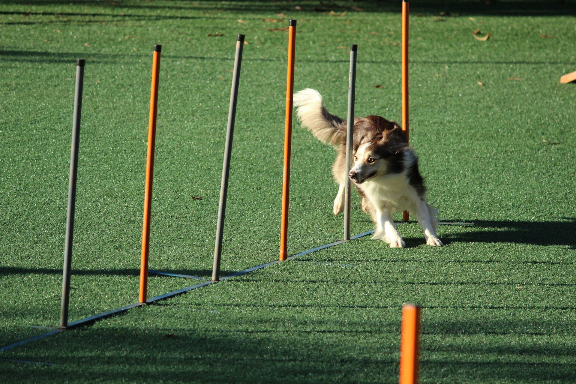 border collie